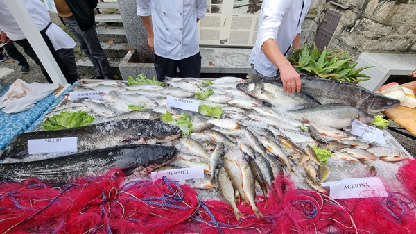 pescato di acqua dolce del giorno nel Lago Maggiore in occasione di Gente di Lago e Di Fiume 2024 sull'Isola dei Pescatori